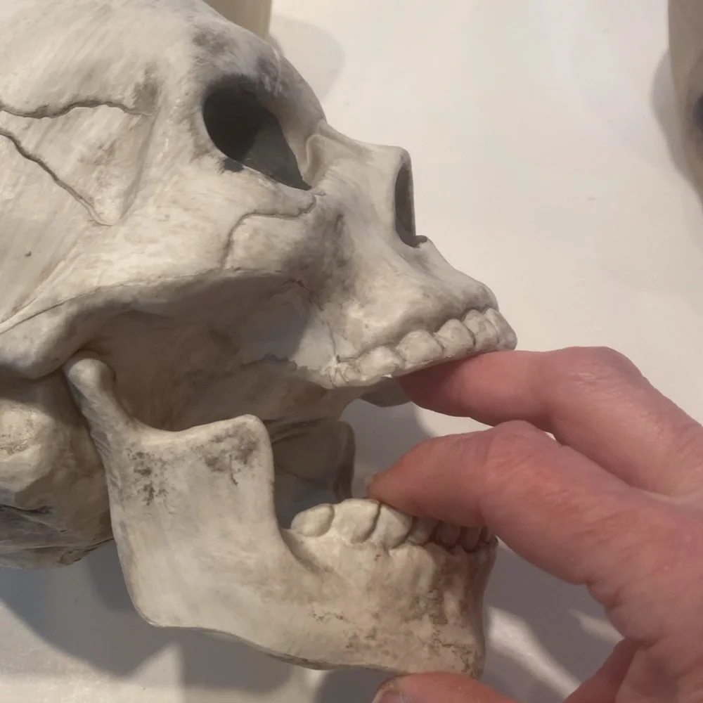 NWT & NWOT Set of 3 Composite Skulls - Picture 4 of 4